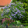 Azurri Blue Satin® Rose of Sharon Althea Tree