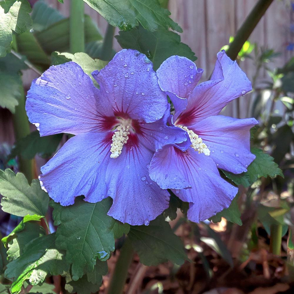 Azurri Blue Satin® Rose of Sharon Althea Tree
