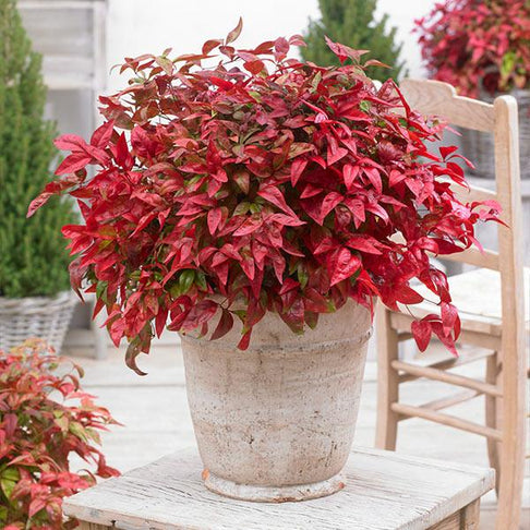 Southern Living® Blush Pink™ Nandina Shrub