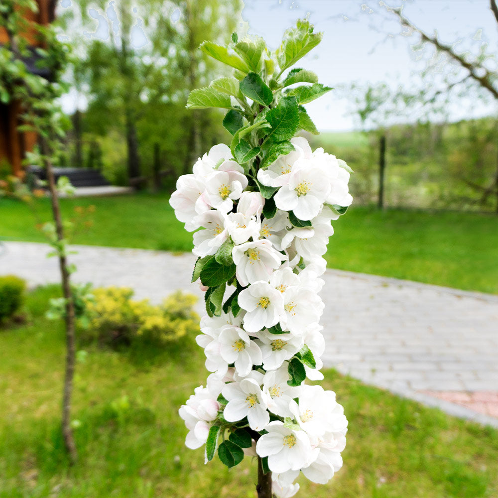 Fruit Snacks® Blushing Delight™ Columnar Apple Tree