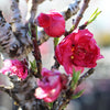 Bonanza Patio Peach Tree