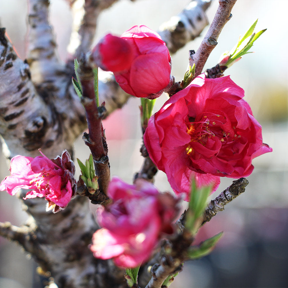 Bonanza Patio Peach Tree