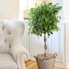 Braided Benjamina Ficus Tree
