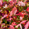 Brightwell Blueberry Bush