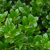 Dwarf Burford Holly Shrub