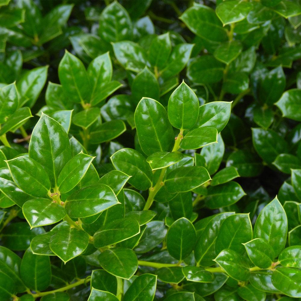 Dwarf Burford Holly Shrub