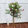 Burgundy Iceberg and Iceberg Two-fer® Rose Tree