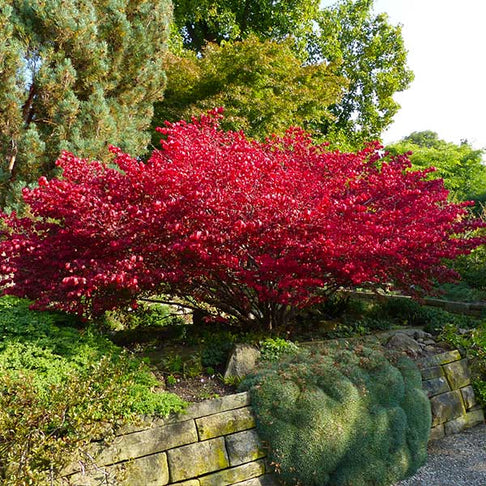 Dwarf Burning Bush