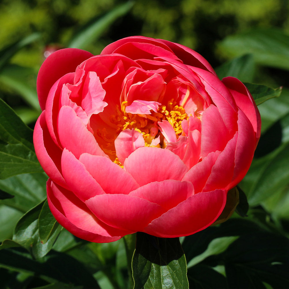 Coral Charm Peony