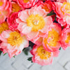 Coral Charm Peony