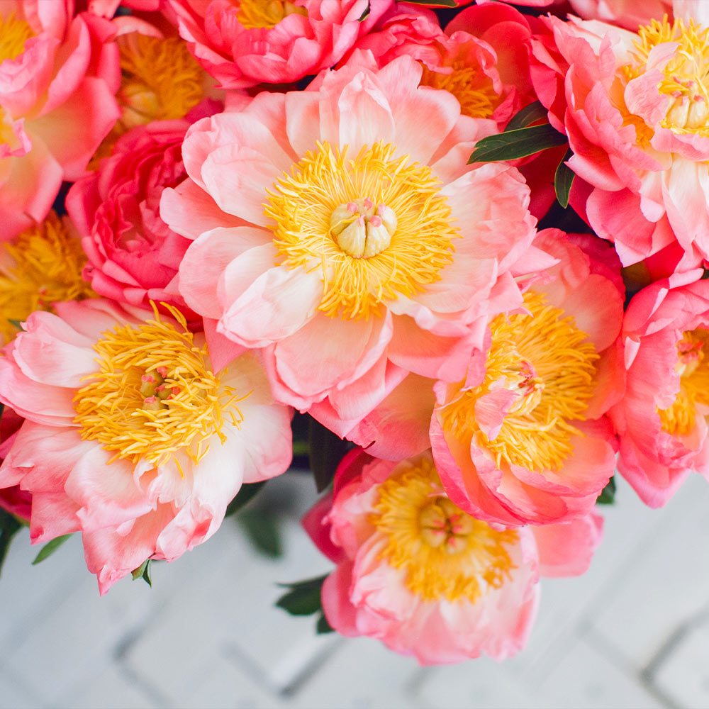 Coral Charm Peony