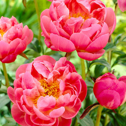 Coral Charm Peony