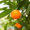 California Honey Mandarin Tree
