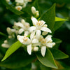 California Honey Mandarin Tree