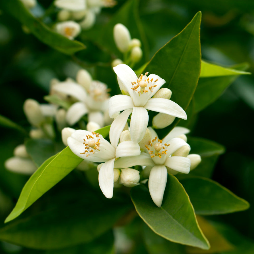 California Honey Mandarin Tree