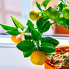 Calamondin Orange Tree