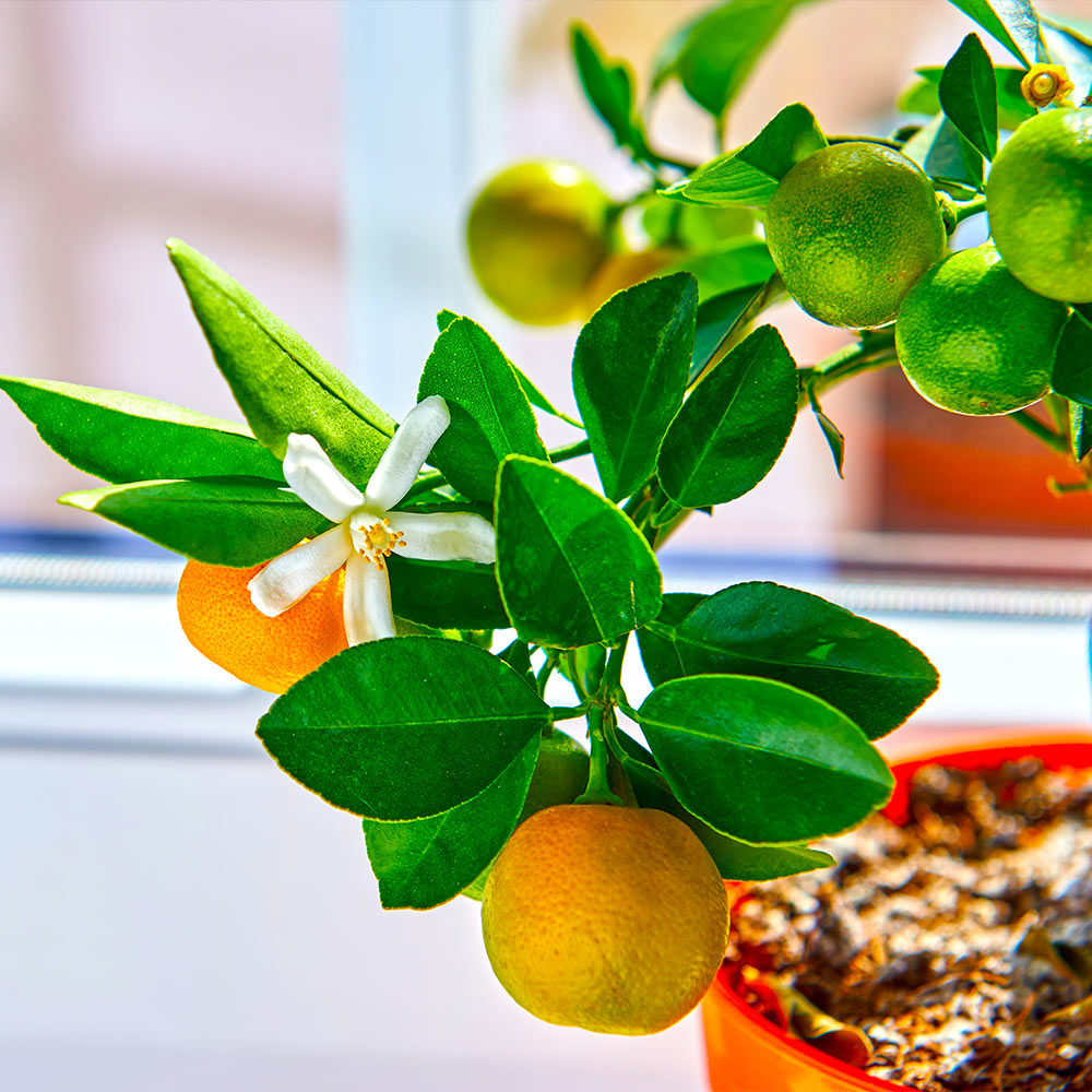 Calamondin Orange Tree