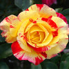 Camille Pissarro™ Rose