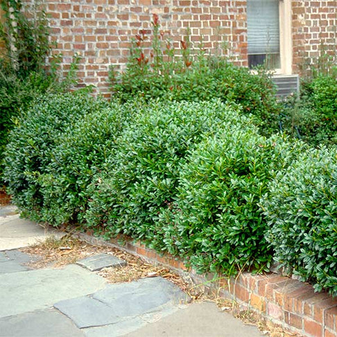Carissa Holly Shrub