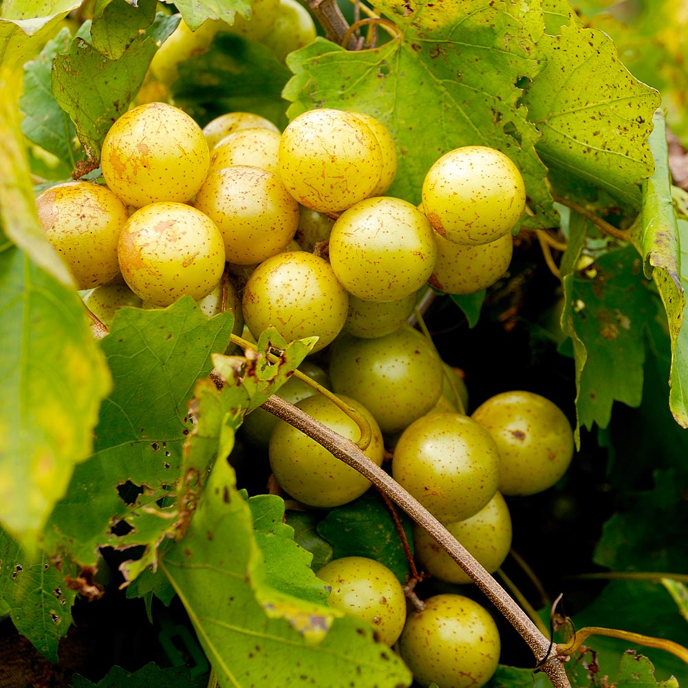 Carlos Muscadine Grape