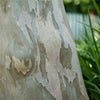 Catawba Crape Myrtle Tree