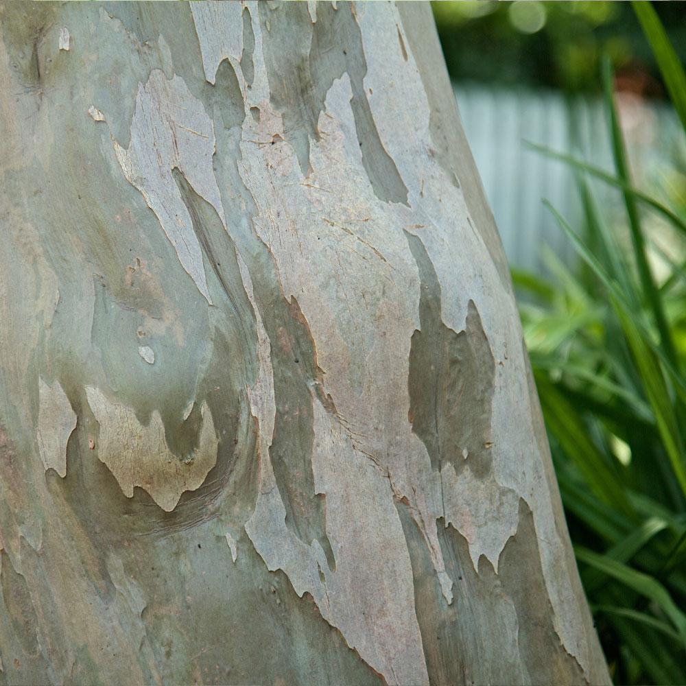 Catawba Crape Myrtle Tree