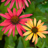 Cheyenne Spirit Echinacea (Coneflower)