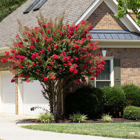 Southern Living® Colorama™ Scarlet Crape Myrtle Tree