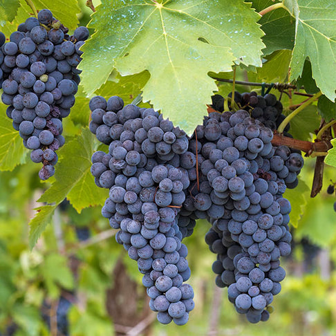 Concord Grape