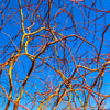 Corkscrew Willow Tree