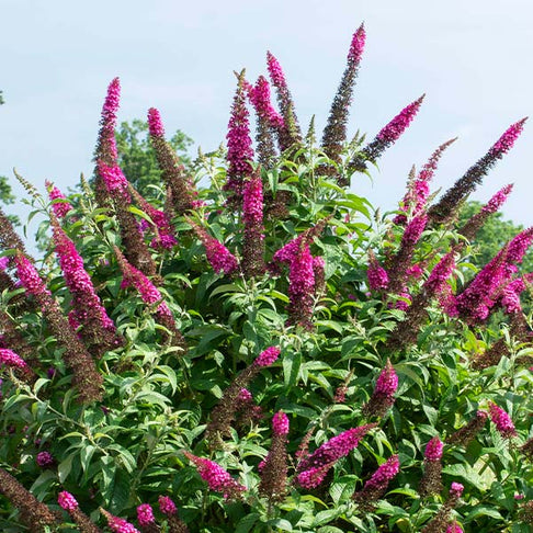 Bloomables® CranRazz Butterfly Bush