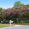Twilight Crape Myrtle Tree