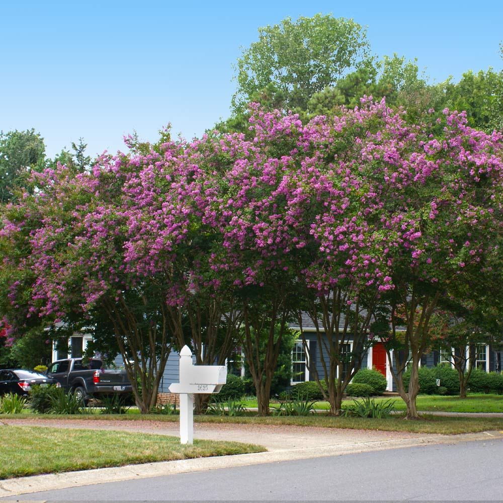 Twilight Crape Myrtle Tree