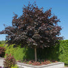 Crimson King Maple Tree