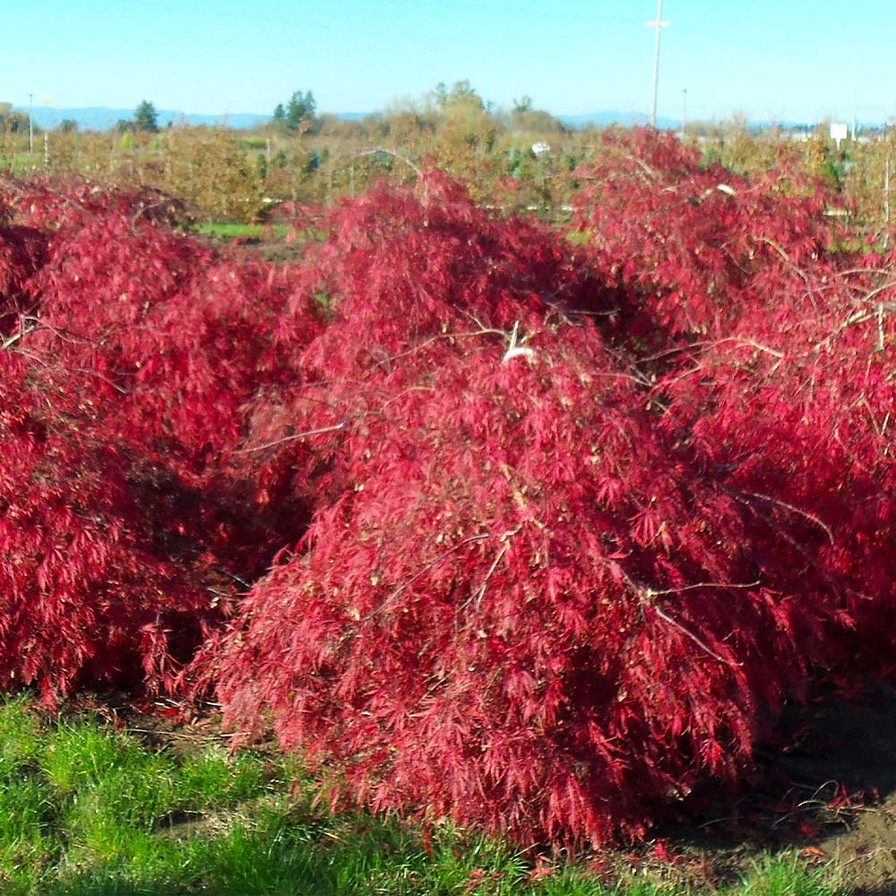 Crimson Queen Japanese Maple Tree