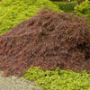 Crimson Queen Japanese Maple Tree
