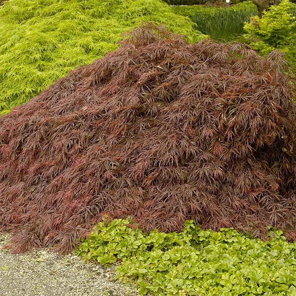 Crimson Queen Japanese Maple Tree