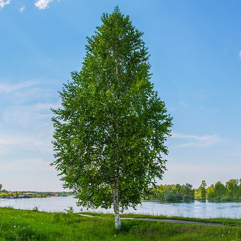 Dakota Pinnacle Birch Tree