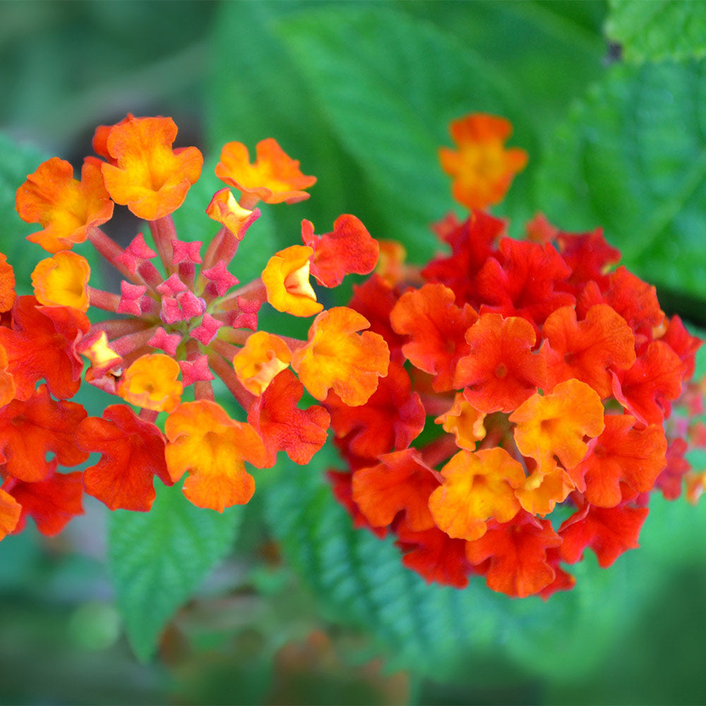 Dallas Red Lantana