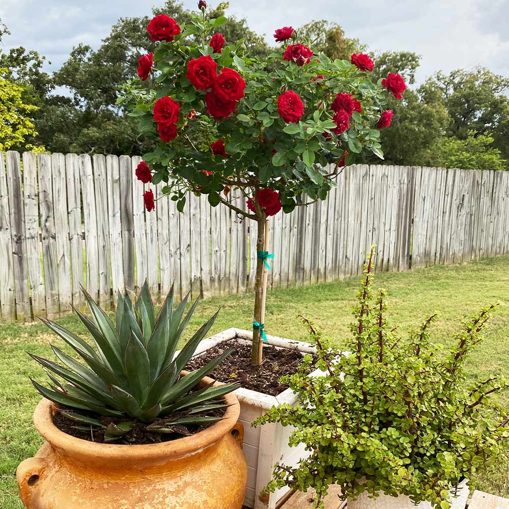 Dancing in the Dark Rose Tree
