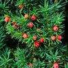 Dense Spreading Yew