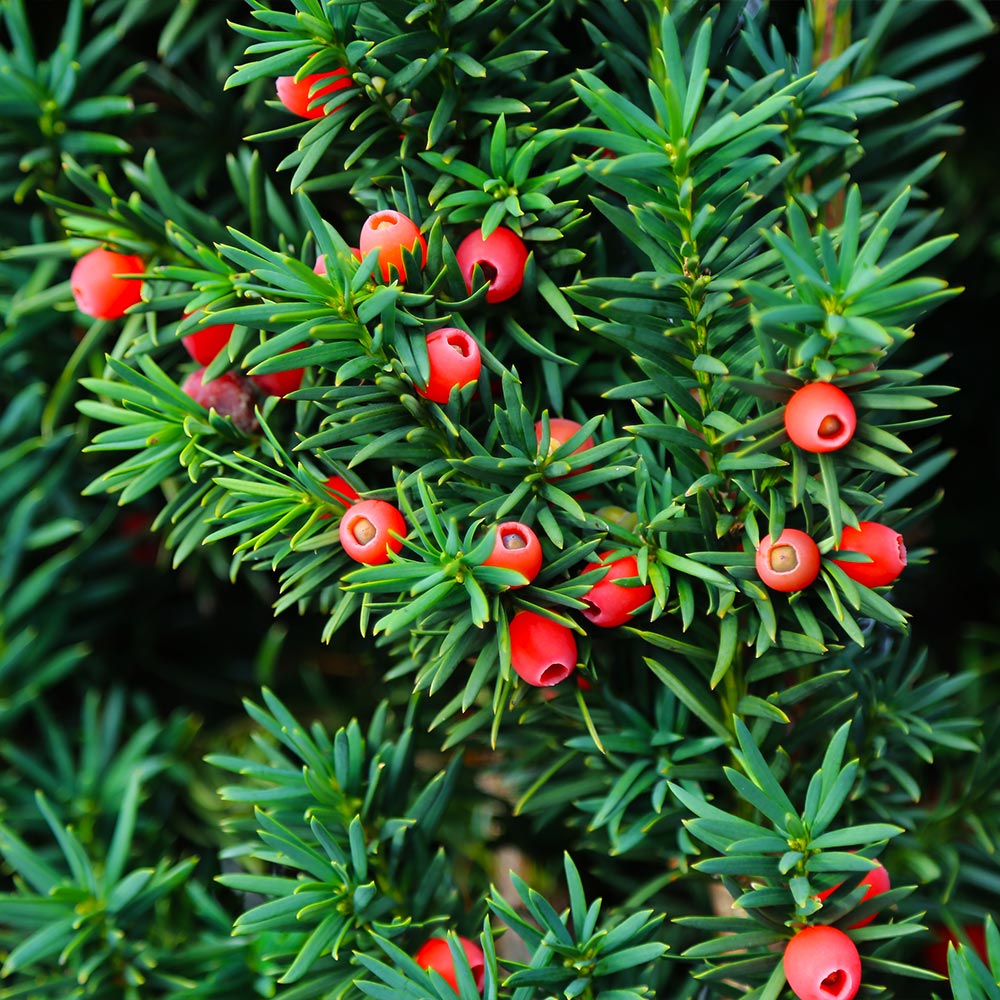 Dense Spreading Yew