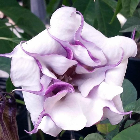 Devil's Trumpet Plant