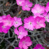 Firewitch Dianthus Plant