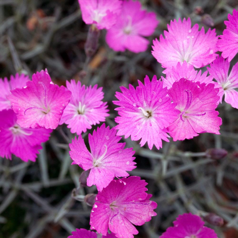 Firewitch Dianthus Plant