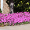 Firewitch Dianthus Plant