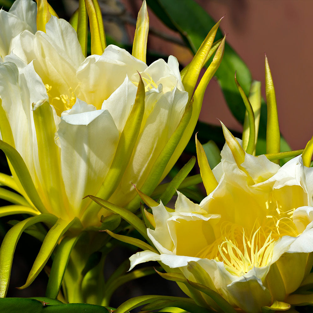 Dragon Fruit Cactus Plant