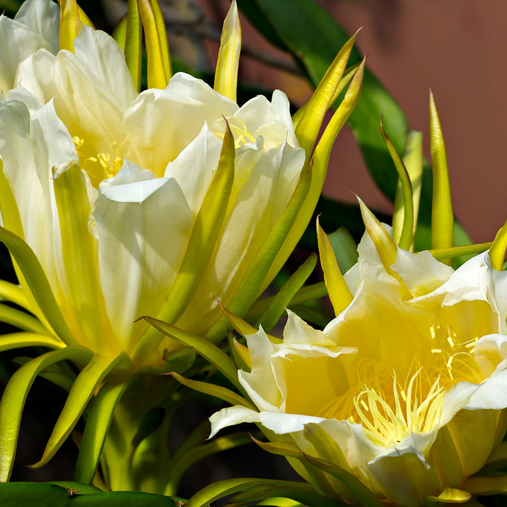 Dragon Fruit Cactus