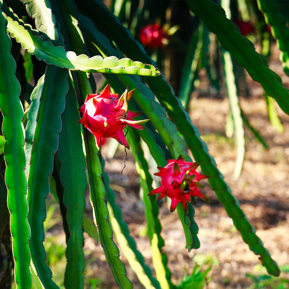 Dragon Fruit Cactus