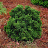 Dwarf Hinoki Cypress Shrub